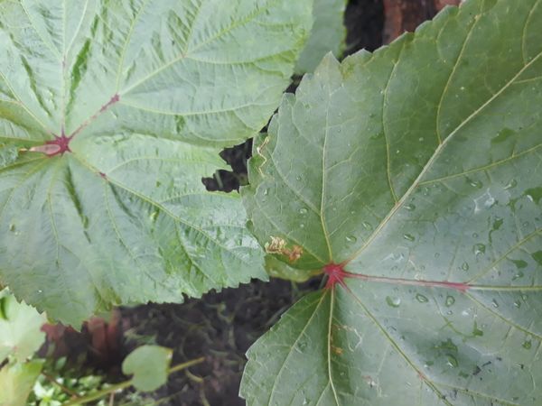 Identificação da planta Quiabo por foto