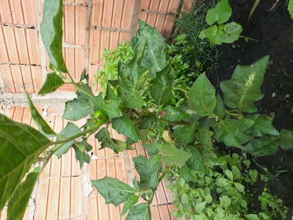 Identificação da planta Jilo por foto