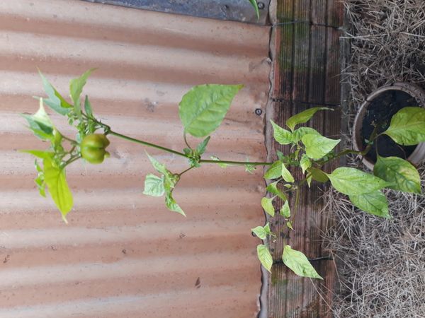 Identificação da planta Pimenta-de-cheiro por foto
