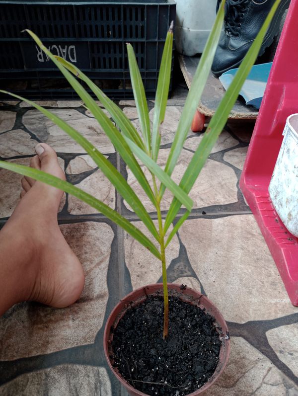 Identificação da planta Areca-bambu por foto