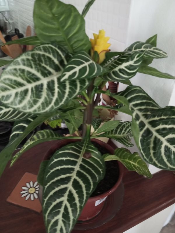 Identificação da planta Planta zebra por foto