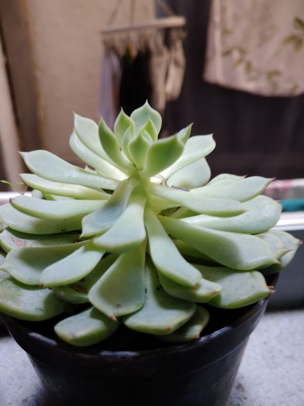 Identificação da planta Rosa-de-pedra por foto