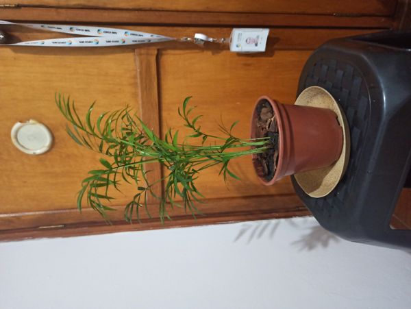 Identificação da planta Palmeira-ráfis por foto