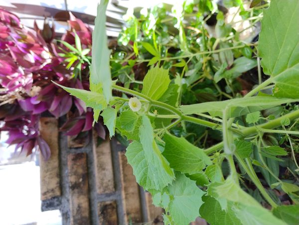 Identificação da planta Camapu por foto