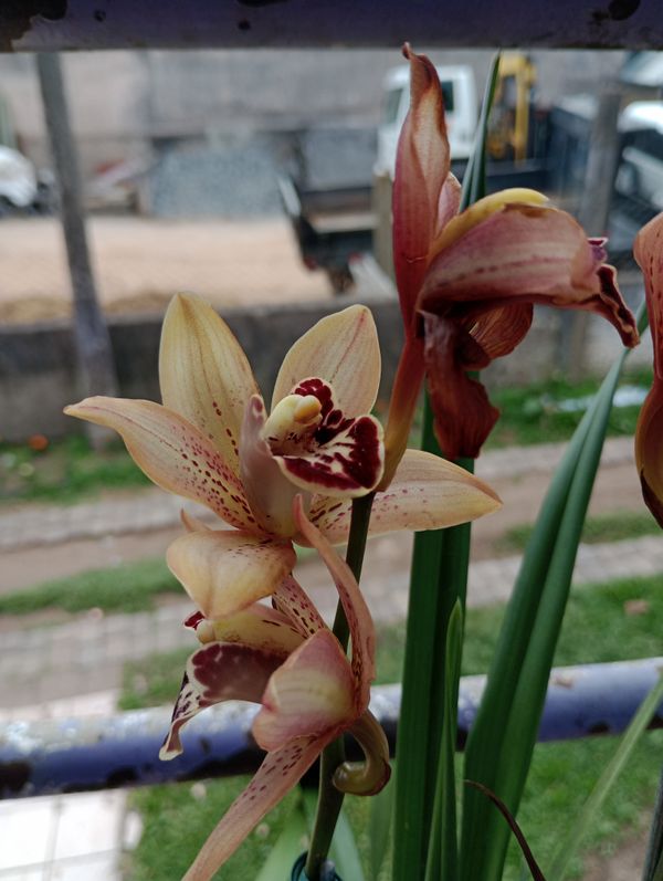 Identificação da planta Orquidea por foto