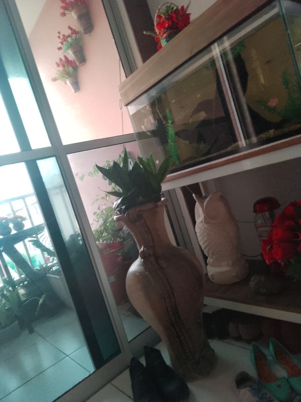 Identificação da planta Espada de São Jorge por foto