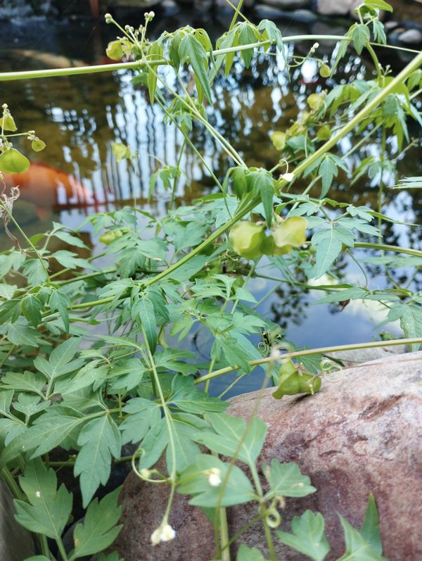 Identificação da planta Jacarandá por foto