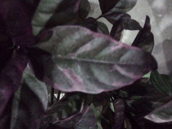Identificação da planta Crota por foto