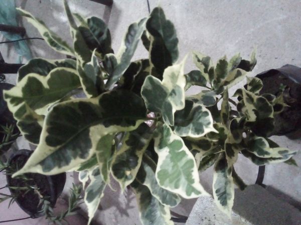 Identificação da planta Capororoca por foto