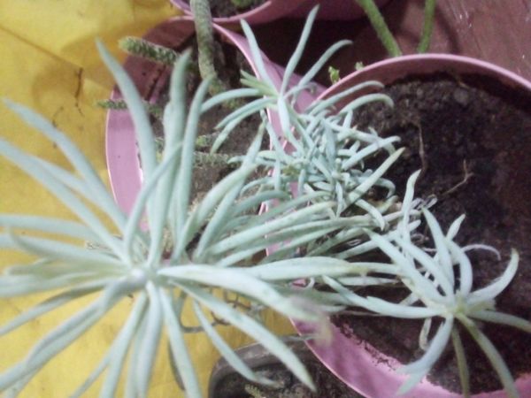 Identificação da planta Colar-de-safira por foto