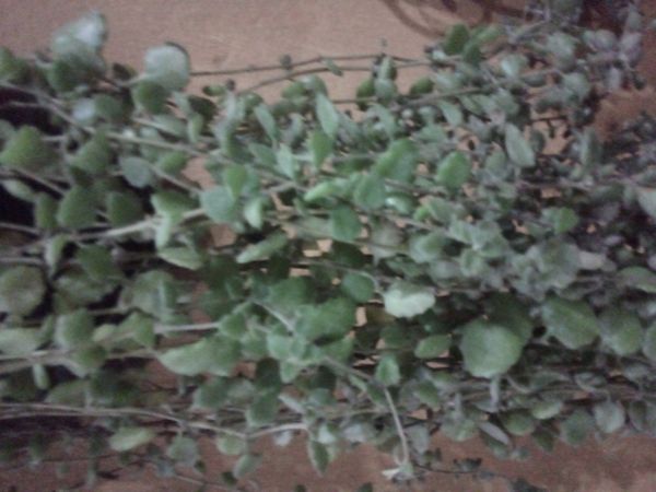 Identificação da planta Dinheiro-em-penca por foto