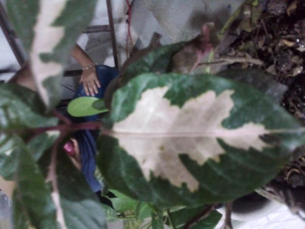 Identificação da planta Púrpura por foto