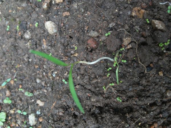 Identificação da planta Alho por foto