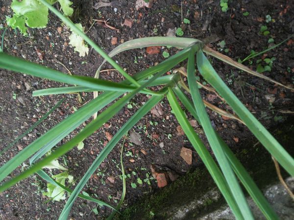 Identificação da planta Alho por foto