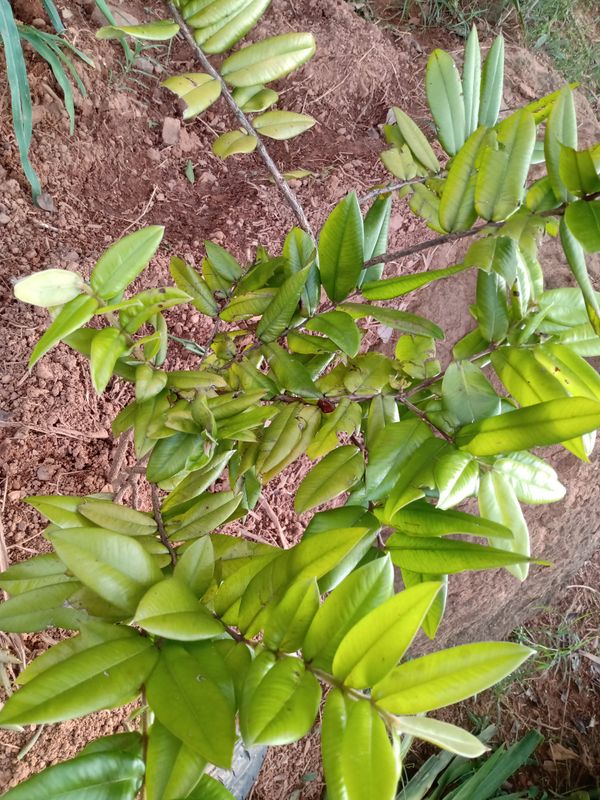 Identificação da planta Cabeludinha por foto