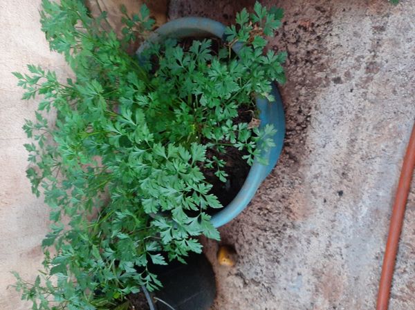 Identificação da planta Salsinha por foto