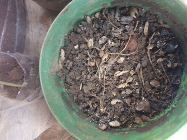 Identificação da planta Coração-emaranhado por foto