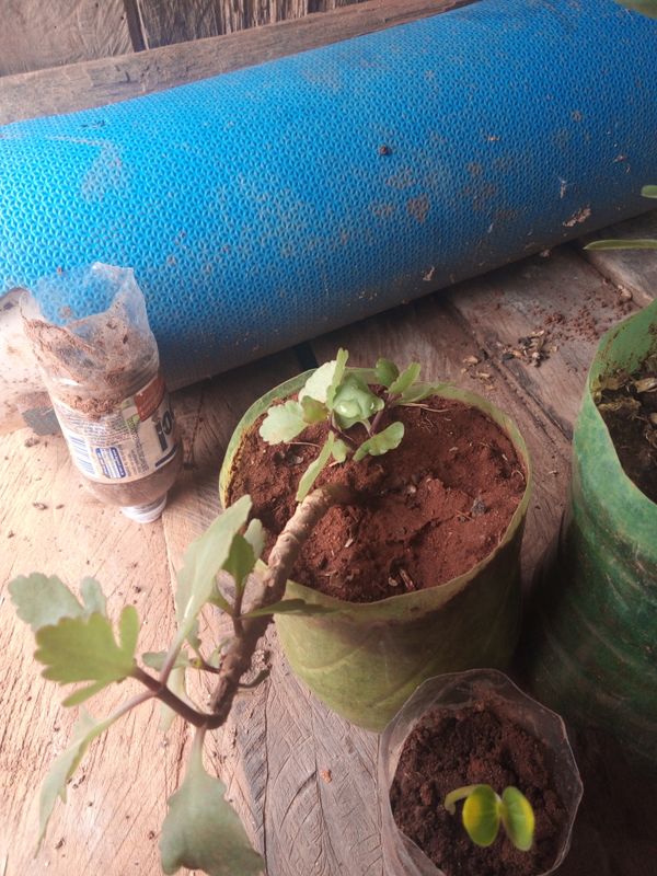 Identificação da planta Coirama por foto