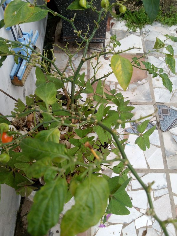 Identificação da planta Pimenta-de-cheiro por foto