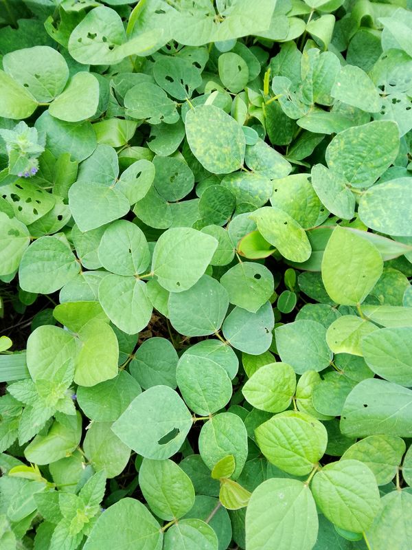 Identificação da planta Feijão-bravo por foto