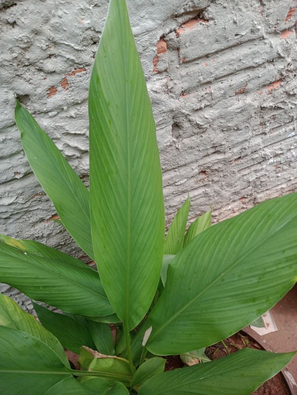 Identificação da planta Cúrcuma por foto
