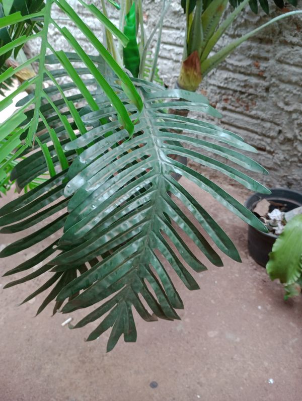 Identificação da planta Costela de Adão por foto