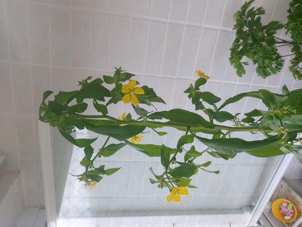 Identificação da planta Ludwigia por foto