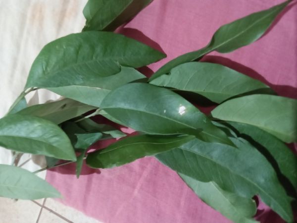 Identificação da planta Fruta-de-sabão por foto