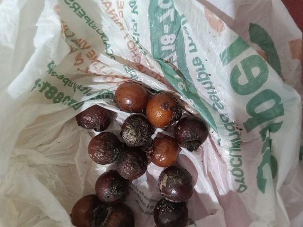 Identificação da planta Fruta-de-sabão por foto
