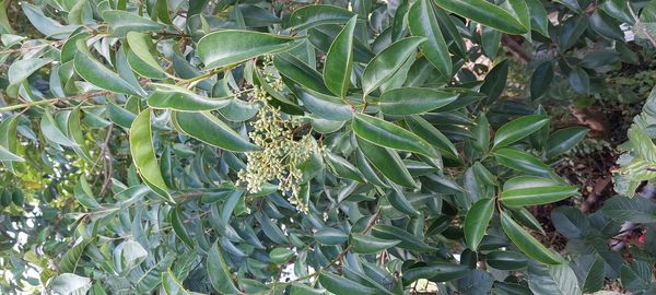 Identificação da planta Troféu por foto