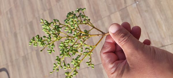Identificação da planta Azevinho-japonês por foto