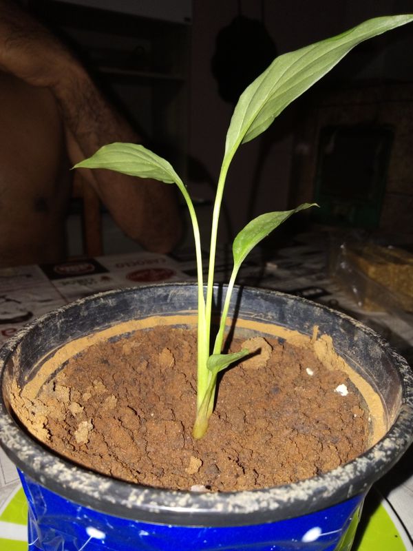 Identificação da planta Copo-de-leite-chinês por foto