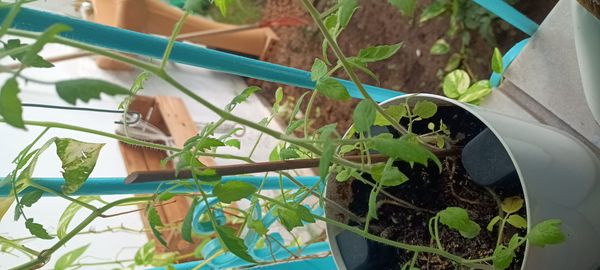 Identificação da planta Tomate cereja por foto