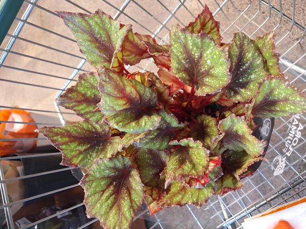 Identificação da planta Asa-de-papagaio por foto
