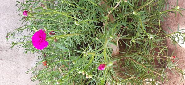 Identificação da planta Onze-horas por foto