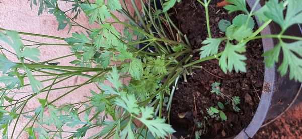 Identificação da planta Salsa por foto