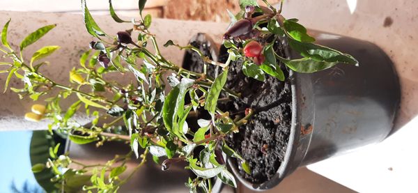 Identificação da planta Malagueta por foto