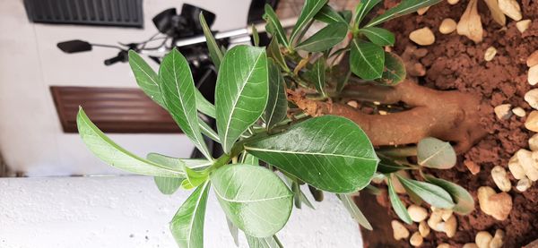 Identificação da planta Rosa do deserto por foto