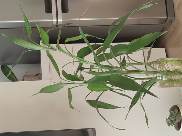 Identificação da planta Bambu da Sorte por foto