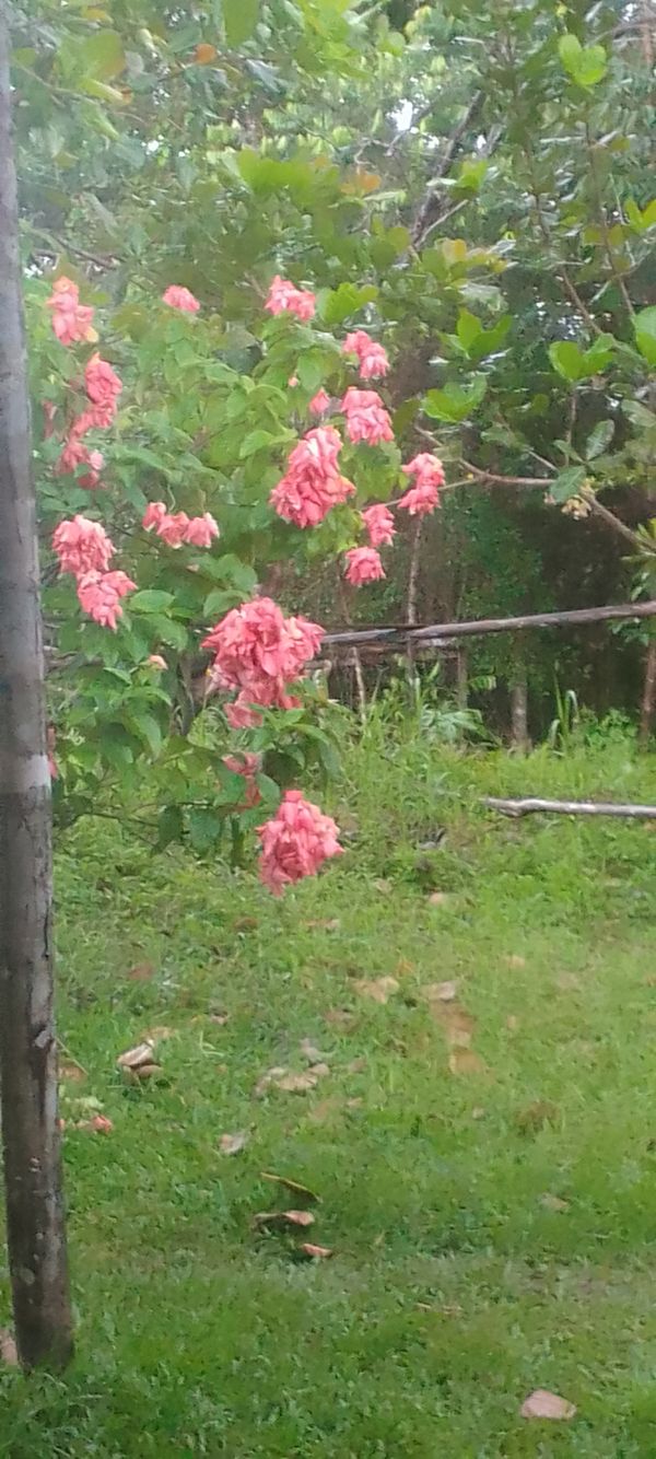 Identificação da planta Mussaenda-vermelha por foto
