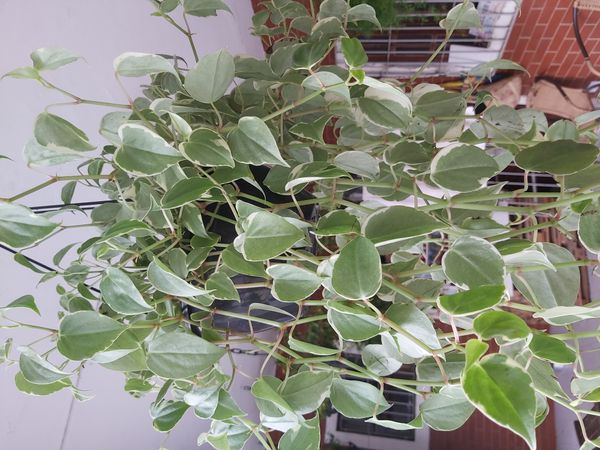 Identificação da planta Oriri por foto