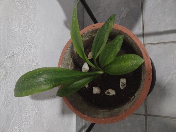 Identificação da planta Lírio-do-vale por foto