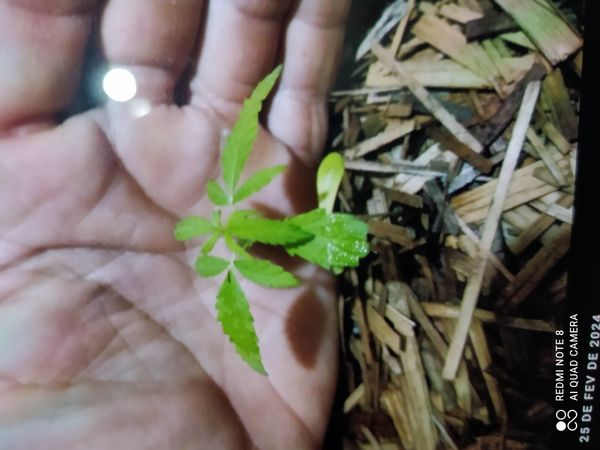 Identificação da planta Maconha por foto