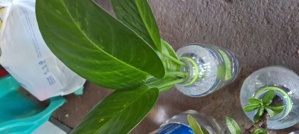 Identificação da planta Comigo ninguém pode por foto
