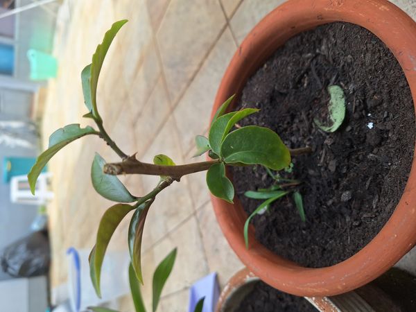 Identificação da planta Ora-pro-nóbis por foto