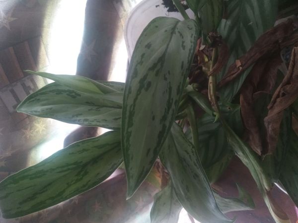 Identificação da planta Café de Salão por foto