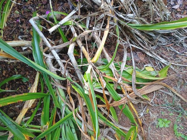 Identificação da planta Lírio-do-brejo por foto
