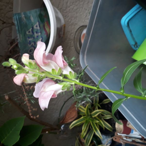 Identificação da planta Boca-de-leão por foto