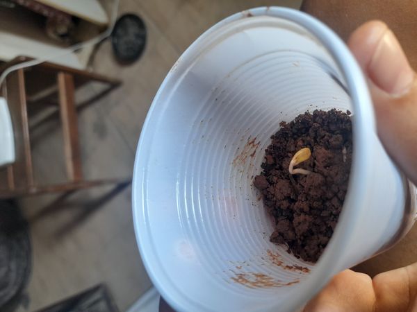 Identificação da planta Coca por foto