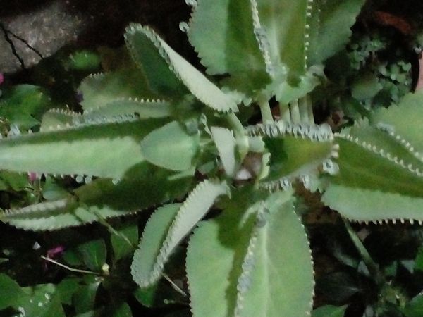 Identificação da planta Mãe de mil por foto